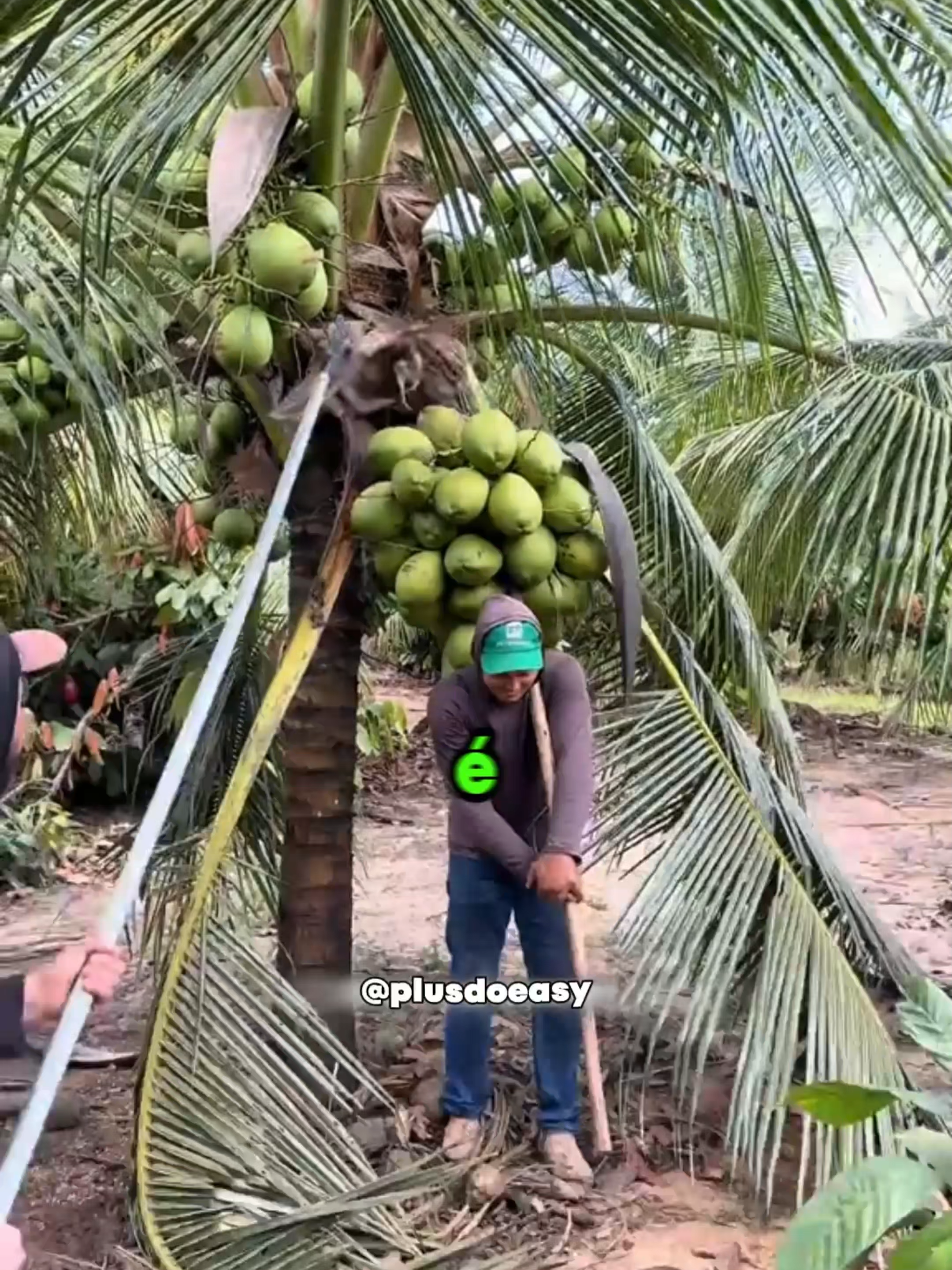 Incrível como são tirado os cocos. #coconutgirl