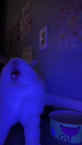 #rabbitsoftiktok 