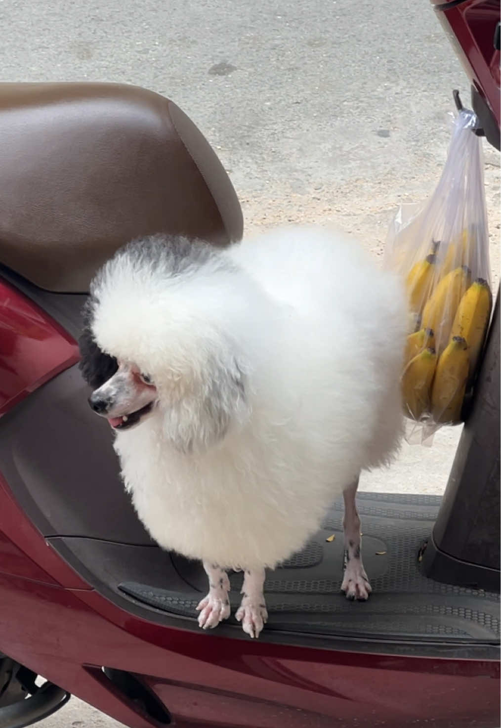 côm bồ không thể thiếu khi nuôi mấy nhỏ quậy này #poodle #talotthucung #thanhgochochogam 