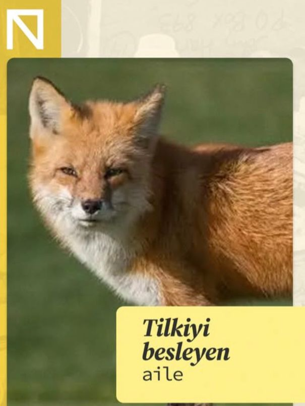 Tilkiyi besleyen aile 👀 Tokat’ın Zile ilçesine bağlı Fırtıman köyünde yaşayan emekli tesisatçı Aşur Koçak, yaklaşık 6 aydır bağ evinin bahçesine her akşam gelen üç tilkiyi et ve ekmekle besliyor.