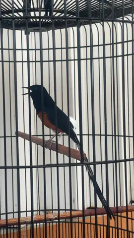 Mb El-Coco 💥🥶🚀 #kicaumania #muraifyp #muraibatumania #fyppppppppppppppppppppppp #trend 