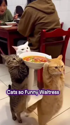 Cats so Funny Waitress 😂🇺🇸😂🇺🇸😂🇺🇸😂🇺🇸😂🇺🇸😂🇺🇸😂🇺🇸😂 #sofunny #funny #tiktokusa #foryou #foryoupage #fypシ #unitedstates #NewYork #fy #usa🇺🇸 #cats #usa #fyyy 