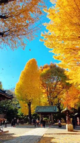 Chill#muathunhatban #lavang #xuhuong #zun☘️ #nhatban 