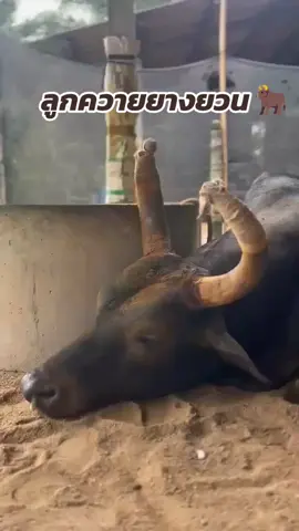 สิ้นเดือนเจอกันครับ #รัก #รู้จักแล้วจะรักเอง #ขวัญใจท่านรอง #สนามชนโคหนองบัวใหญ่ #วัวชน 