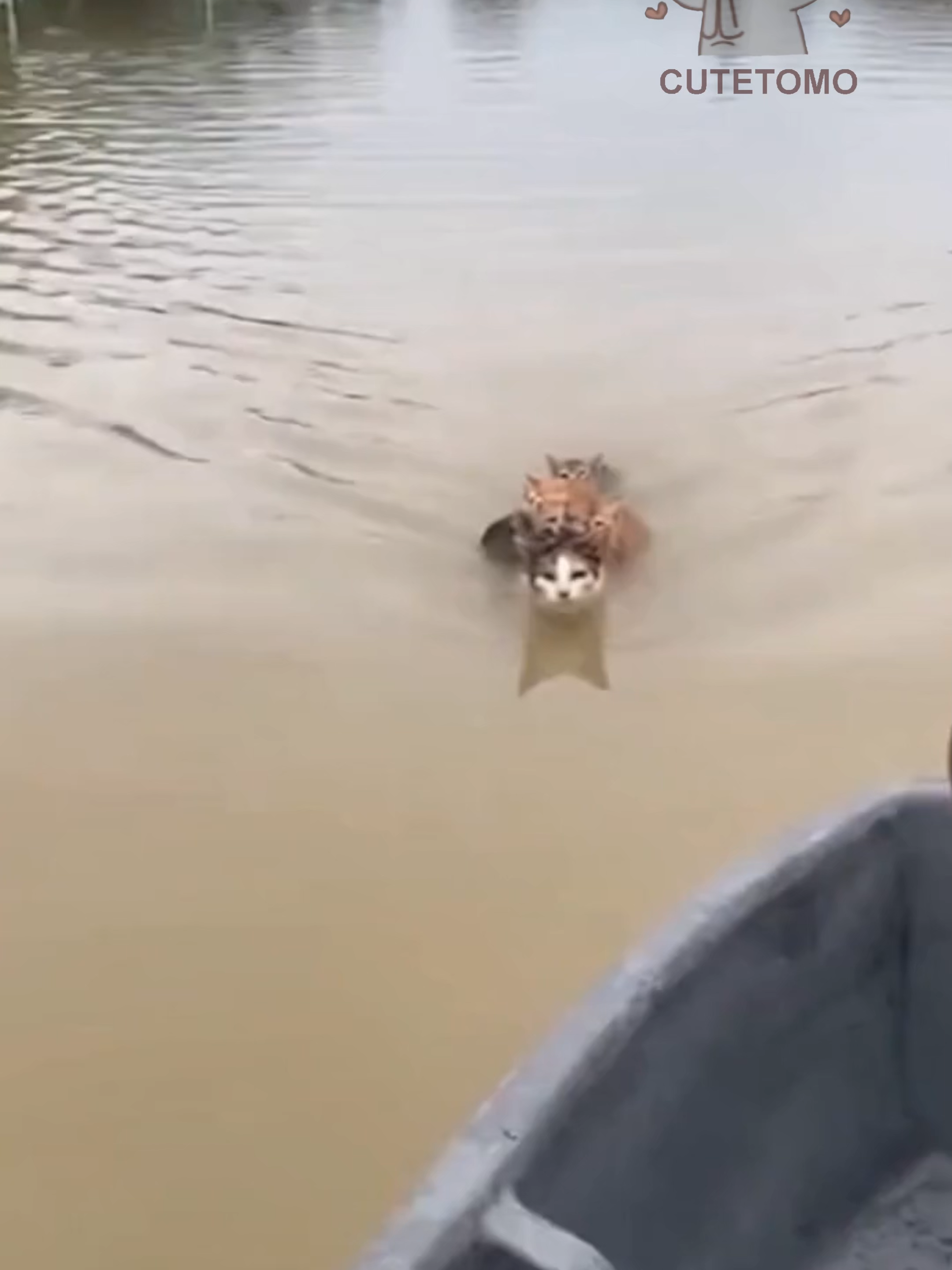 Penyelamat mangsa musim banjir beraksi #kucing #banjir #penyelamatkucing