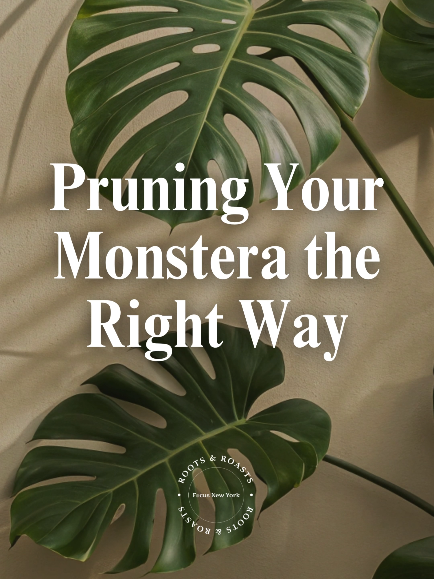 Stop cutting your Monstera in the wrong place 😭✂️ One bad snip can stall growth for MONTHS — but the right cut gives you new leaves, new nodes, and real jungle vibes. All the pruners I used in this video are linked in our Amazon Storefront 👇 🛍️ Shop our entire Plant Tool Kit: https://www.amazon.com/shop/rootsroasts?ref_=cm_sw_r_cp_ud_aipsfshop_N7G2KTD1AM67G6YY322S #Monstera #PlantTok #PlantTools #PruningTips #MonsteraDeliciosa #HouseplantCare #AmazonStorefront #AmazonFinds #PlantParents #IndoorGarden #RootsAndRoasts #Pruning101 #PlantGear #UrbanJungle #Propagation #NodeCutting #PlantCareHack