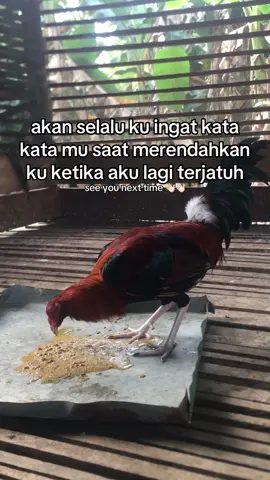 tenang saja semua ada waktu nya #fyppppppppppppppppppppppp #hobyayam🔥 #apajakoo🤙 #ayamfilipin🇵🇭 ##foryoupage 