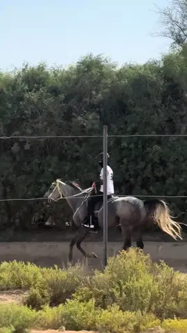 thank you ALRAMAK stables for this amazing preformance🤍  #خيل_وخياله🐎 #القدره_والتحمل #فارسه #قريه_دبي_للقدره 