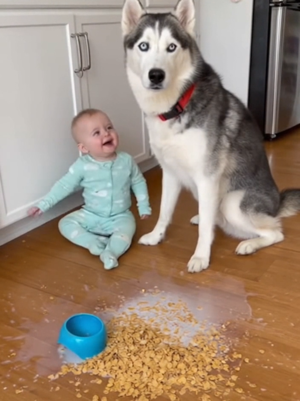Husky Says “Not Me! Baby Says “Yes You!” 😂✨ #aww #trending #Love #adorably #baby #husky #cute #funny 