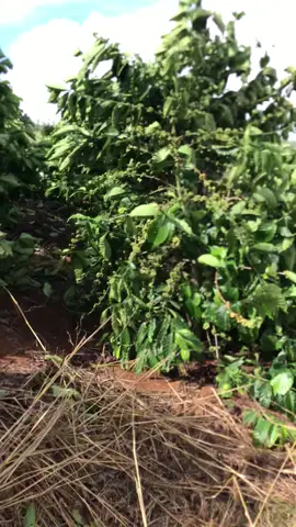 Gió khiếp thật #xhhhhhhhhhhhhhhhhhhhhhhh #daknong #lamnong #caphe 