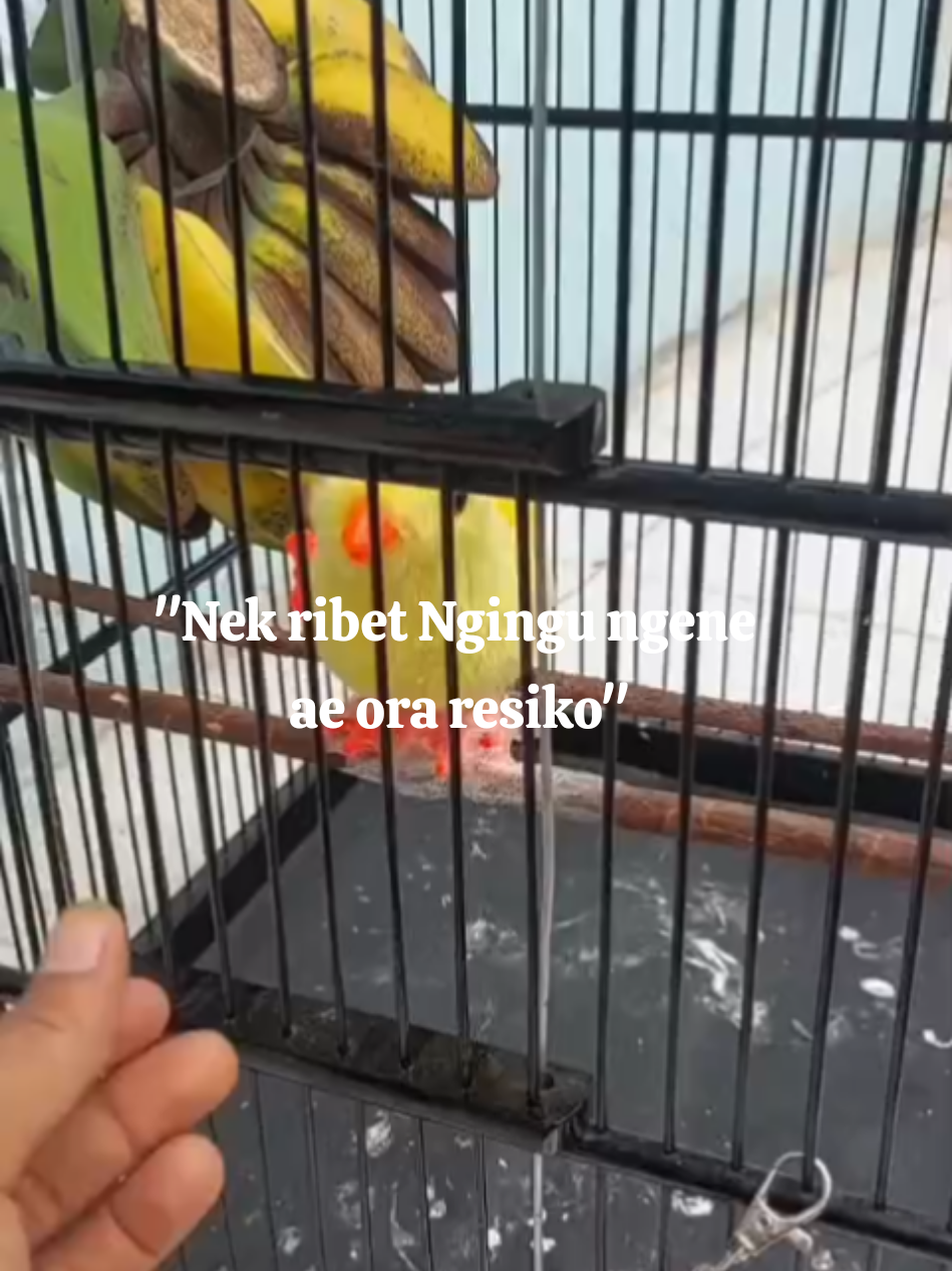 podo mumet'e 😆 #reels #kicaumania #gacorrr🔥 #fyp #cucakijo 