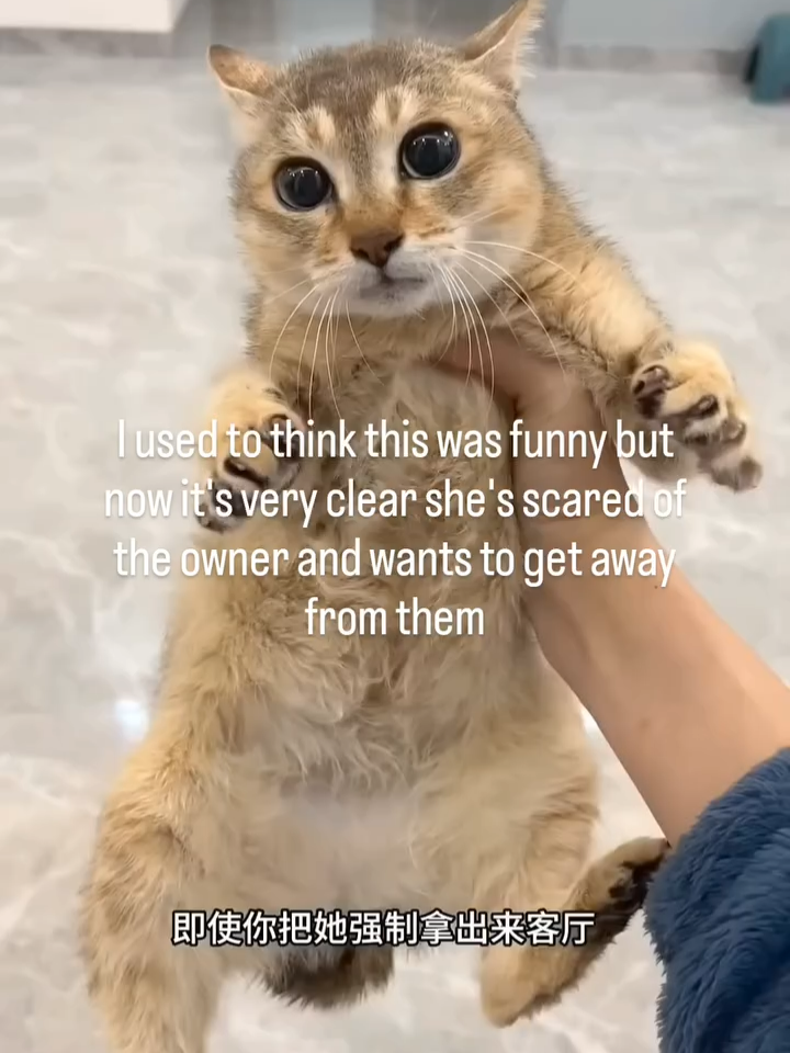 those who knows about the sister meimei incident