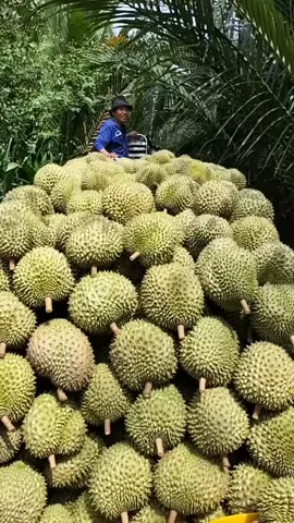 Panen buah durian dalam jumlah yang besar di negara Thailand