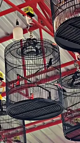 Semua tentang selera 🔥 #muraibatuindonesia #muraibatumania #muraibatu #muraibatugacor #muraibatujuara 