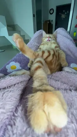 So cute #cutecat #pet #kucing #kitty #funny 