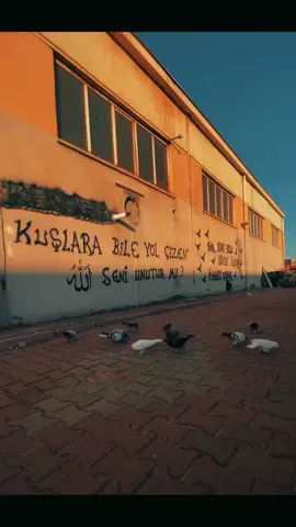 #keşfetteyizzz #guvercinsevdalisi #anlamlibirsözbirak #storilikvideolar📌 #fyp 