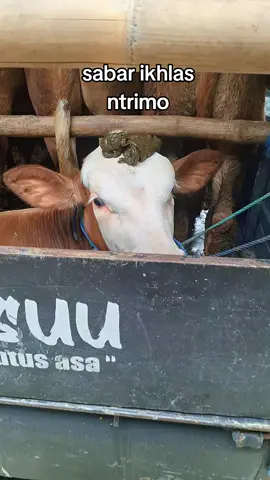 ra popo yo lee yaa #salatiga24jam #masukberanda #sapibakalan #sapimakmursalatiga #fyppppppppppppppppppppppp 