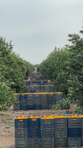 Beşyıldızdaki çavuşlar meydan ⭐️⭐️⭐️⭐️⭐️