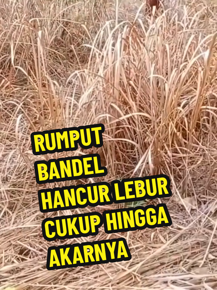 cara menumpas rumput agar cepat hancur lebur #racunrumputpalingampuh #racungulma #racunrumput 