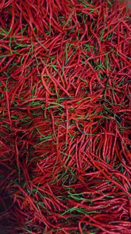 Ready... Notane Japri bolo🌶️🌶️🌶️ #grosircabe #cmkor42 #cabemerah🌶🌶🌶🌶 #fyp #cabemerahkeriting 
