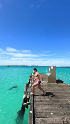 Swimming with my new Aussie mate. 😳  #australia #shark #kangorooisland