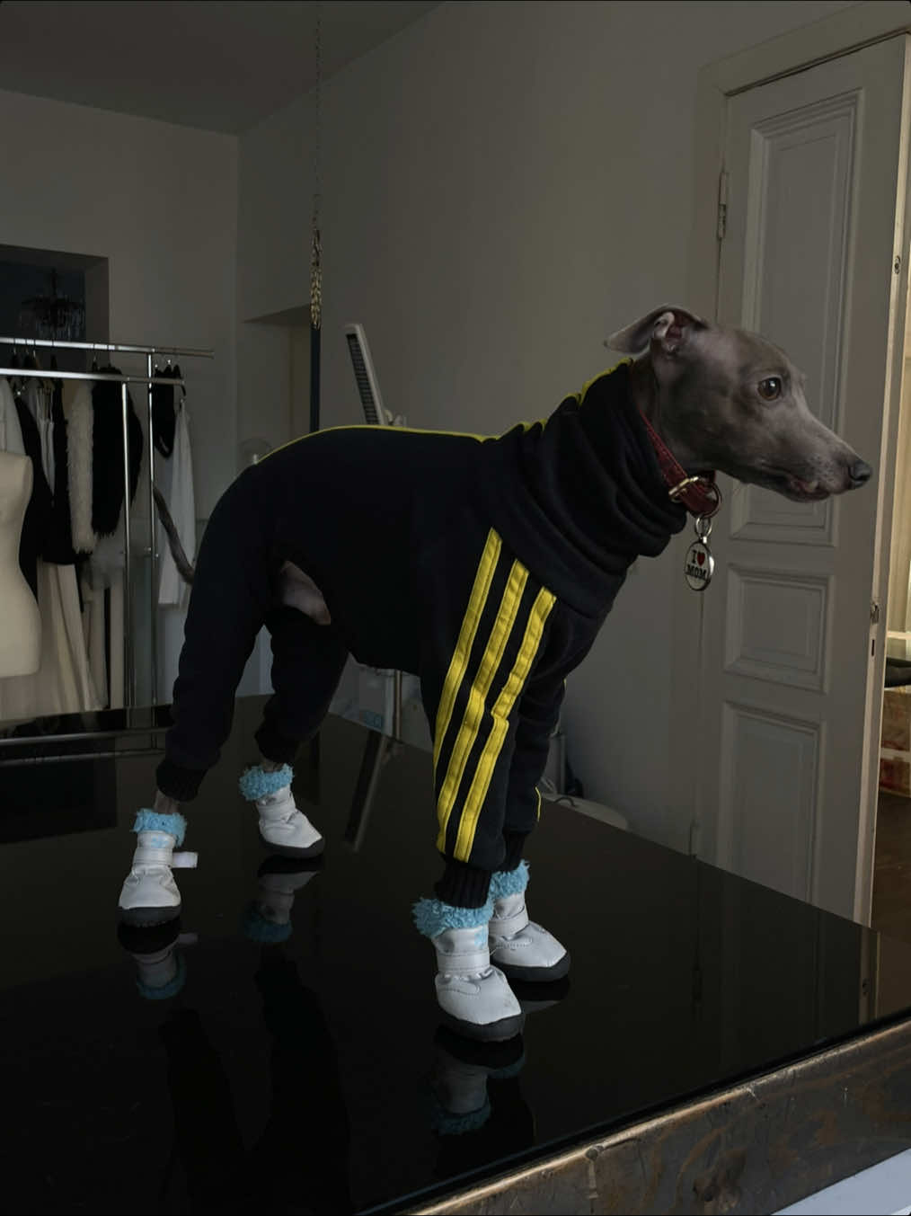 Lieb den trend hahah🤠🤠🤠 #edelratte #fyp #fashiondog #darfmanso #gurke 