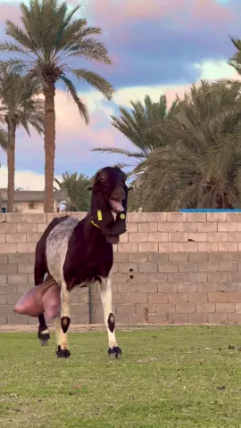 اسال الله ان يباركله💜🥀#الراعي_الصغير #زليتن #ليبيا #ماعز_صنف #زليتن_ليبيا_زليتن_وأحلى_زليتن 