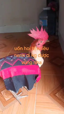 mến chúc ae đam mê buổi chiều tràn đầy niềm vui nè 