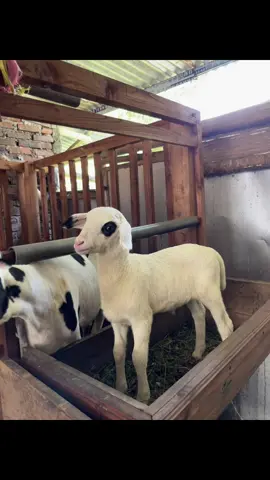 Paco gento bin NARKOBA #fyp #fypage #dombalokal #dombalokaltemanggung #fyppppppppppppppppppppppp 