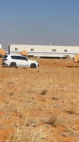 # منقيه عبدالله مسند بن عويفي 