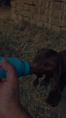 بکری اس بات پے خفا ہوئی کہ مالک نے اسے چھڑی ماری لیکن مالک جانتا ہے کہ دوسرے کھیت میں بیٹھا بھیڑیا اس کو کھا جاتا💯🐺🐐 #Foryou #Foryoupage #Fyp #Viral #👑zaibiwahcanttwala👑 