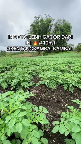 Gacorrr  #petanimuda #kentang #potatoes #kalakkaro #jonakalakkaro 