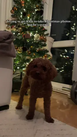 Christmas photos #toypoodle #poodle #christmas #dogphoto #puppylove  