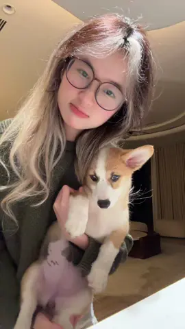 🐶🐶#viral #corgi 