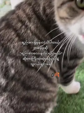 မခံစားနိုင်ဘူး😌 #🍂 #foryou #fyp #viral #pinterest 