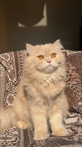 #mashaallah #catsfunnyvideos #foryou #oreology #catvideo 