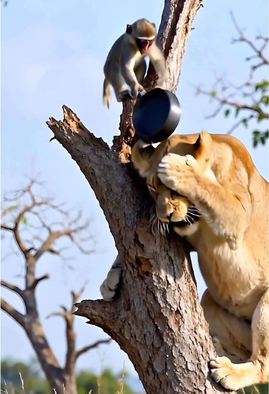 You've disgraced the entire lion community.🤕