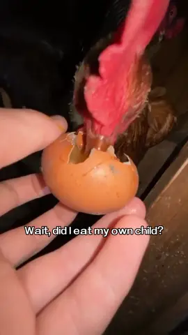 Chickens are the most interesting animals🤣🐥#funnyvideos #PetsOfTikTok #animals #foryou #chicken   