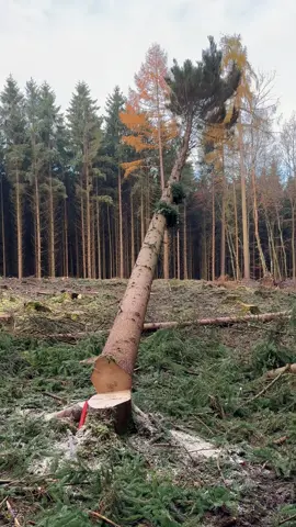 Attacke🌲🪓#husqavarna #chansawman #forestry #lumberjack #tree 