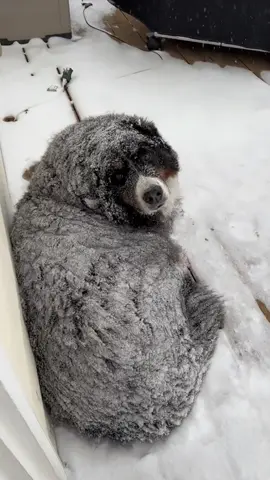 Dogs hate the cold #pet #funnyvideos #usa #funny #omg 