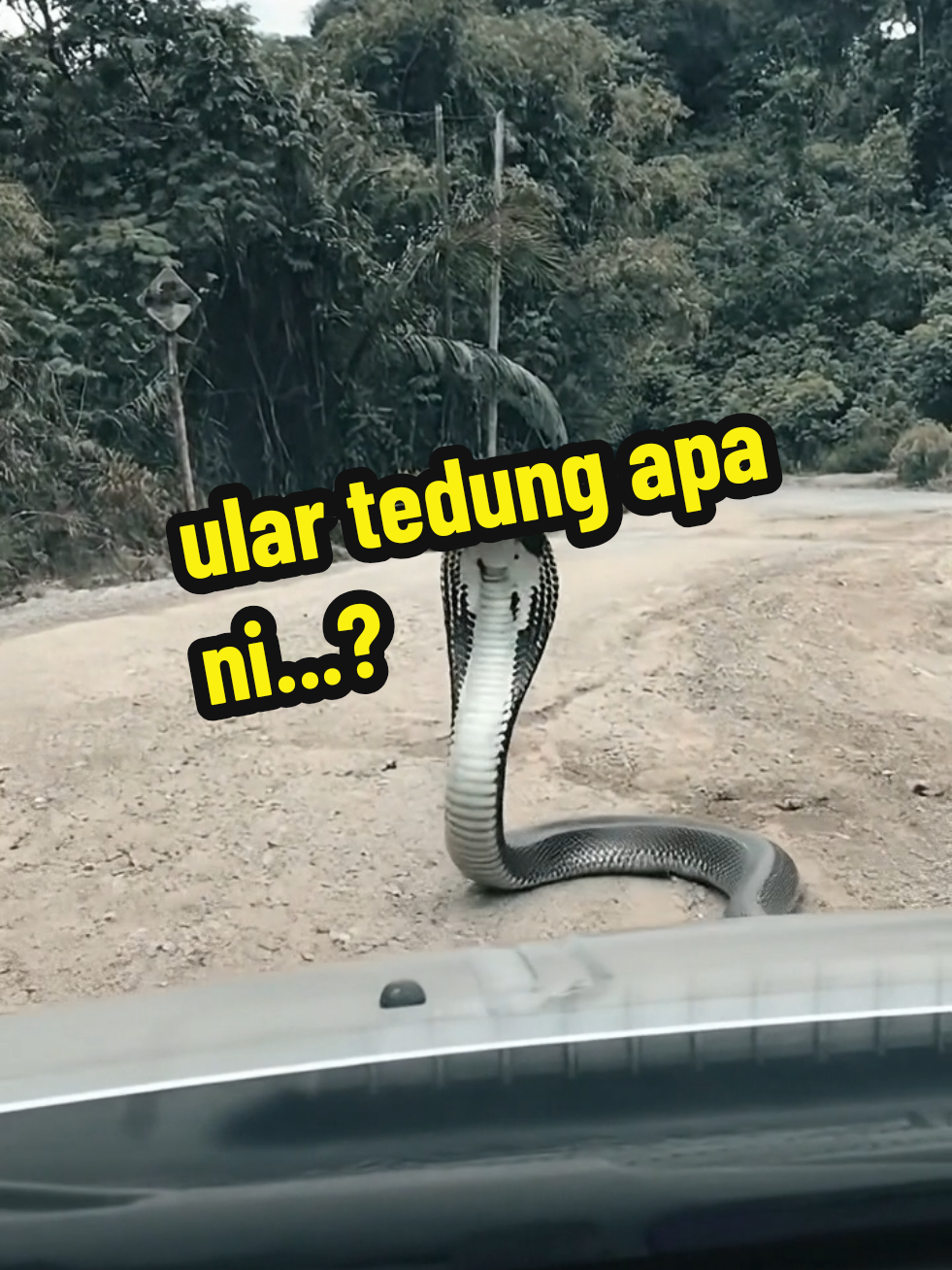 Ular tedung apa ni...? #ulartedung #shockingfootage #realfootage #ularlintasjalan #jalanhutan 