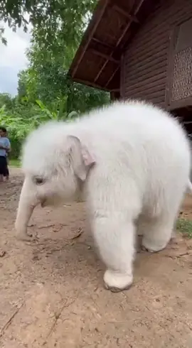 ช้างโตแล้ว#แปลก #ช้าง #น่ารก #เทรนด์วันนี้ 