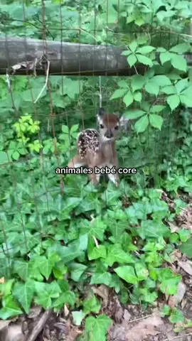 videos de animales bebé para alegrar tu día 🐾