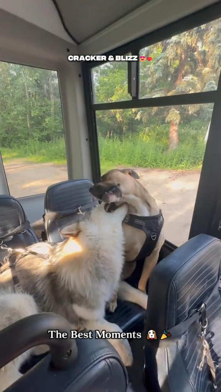 It’s not just daycare — it’s his happy place.🐕#dog #dogdaycare #happydog #fyp #doglover 