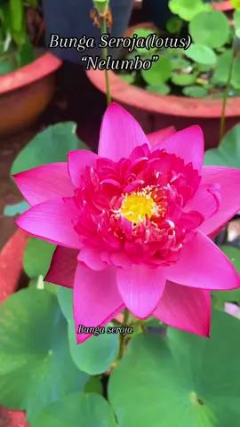 Bunga seroja (lotus) memiliki beberapa fakta menarik, yaitu tangkai bunganya yang menjulang tegak ke atas (berbeda dengan teratai), bagiannya yang bisa dimakan (rimpang dan biji), makna spiritual sebagai simbol kesucian, dan penggunaan daunnya sebagai pembungkus makanan.  Selain itu, seroja dapat tumbuh subur di air keruh dan memiliki berbagai manfaat kesehatan.  Fakta menarik lainnya: Perbedaan dengan Teratai:  Bunga seroja memiliki tangkai tegak yang menjulang ke udara,  sedangkan tangkai teratai berada di bawah air dan hanya bunganya yang terapung.  Bunga seroja juga umumnya lebih besar dan kelopaknya tidak lancip. Dimanfaatkan dalam Kuliner:  Rimpang seroja dapat dimasak dan diolah menjadi berbagai hidangan, terutama di Jepang, Tiongkok, dan India.  Biji seroja yang kaya tepung juga bisa diolah menjadi isian kue bulan. Makna Spiritual:  Dalam ajaran Hindu dan Buddha, seroja dianggap simbol kesucian karena mampu tumbuh indah di lumpur, yang melambangkan kemurnian lahir batin meskipun berasal dari lingkungan sulit. Bisa Dikonsumsi:  Selain rimpang dan biji, daun seroja juga sering dimanfaatkan untuk membungkus ikan atau makanan lain, terutama di masa lalu sebelum ada plastik. Kemampuan Tumbuh:  Bunga seroja dapat tumbuh subur di air keruh karena akarnya tertanam di lumpur.  Keistimewaan ini sering menjadi simbol harapan dan ketahanan. Manfaat Kesehatan:  Biji seroja mengandung protein tinggi dan dapat digunakan sebagai obat tradisional untuk mengatasi mimisan, disentri, atau gangguan liver dan empedu. Keunikan Anatomis:  Tangkai bunga seroja berongga seperti tabung yang berfungsi sebagai jalur keluar masuknya udara.  Daunnya yang lebar memiliki lapisan lilin sehingga air akan menjadi butiran di atasnya. Digunakan sebagai Motif:  Bangsa Mesir kuno sangat menghormati seroja dan menjadikannya motif dalam arsitektur kuil mereka.  #fup #lotus #seroja #bungaseroja #spirituality 
