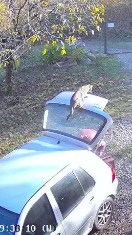 his is why we installed security cams 😹🎥#cat #cats #catlover #catsoftiktok