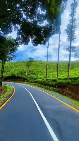 Hamparan kebun teh  #cianjurselatan #kebunteh #sukanagara #pemandangan #fyp 