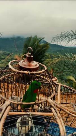 Ad manis²😋#fypシ゚ #fypage #mainanbudakkampung #burungserindit 