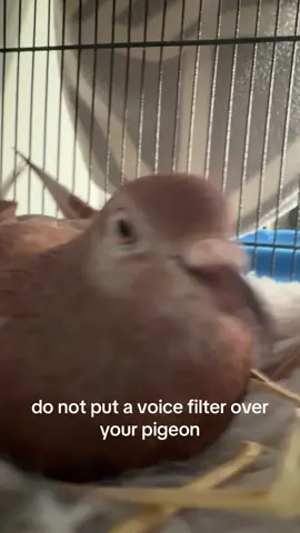 bro…..#birds #pigeon #birdsoftiktok 