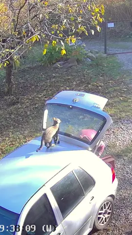 Cat：Just a little surprise for Mom!🎁😹#cat #cats #catslovers #catsoftiktok #fyp 